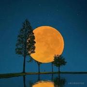 flikechen的个人资料头像