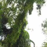 风之树879头像