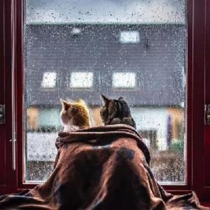 大脸A猫头像