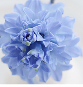 ABBY的个人资料头像