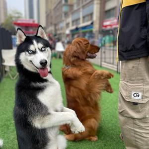 爱钓鱼的训犬师头像