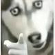 忽闻声渐变浓 · 逸动车主·车龄2年头像
