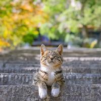 加油吧果米头像