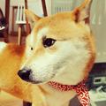 直到她生死相觅头像