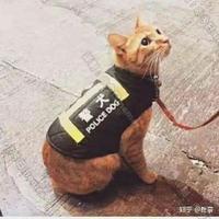 自律的小熊猫头像