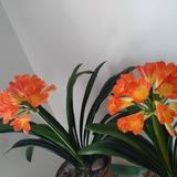 就叫我花儿好了505头像