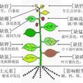 植保师姚晓歌头像