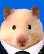 乐观的摸秃头的个人资料头像