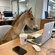 上班的牛马的个人资料头像