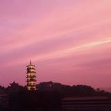 无拘无束的优雅山雀6头像