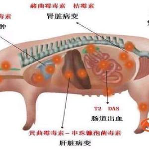 猪光灿烂0G7C头像