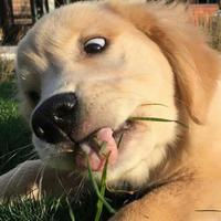 嘻嘻嘻你个傻子头像