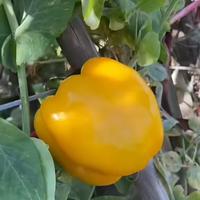 ST苹果维修头像