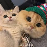 用户437022171328的个人资料头像