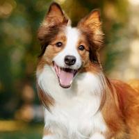 保安队范队长头像