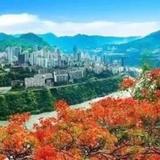 小猫咪喵喵440头像