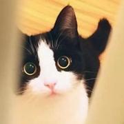 若矢的个人资料头像