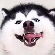 降本增笑的前端大师的个人资料头像