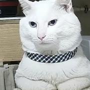 勤奋的懒羊羊的个人资料头像