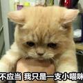 你才是段子狗头像
