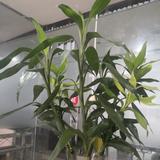 事毕清高320头像