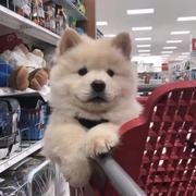 晚安老头的个人资料头像