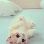 Cheery的个人资料头像