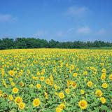 山水礼泉头像