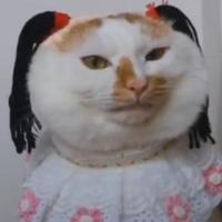 聪颖松鼠鱼头像