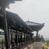 崂山绿茶理解头像