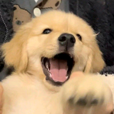火星宇航猿头像