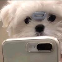 Zhangfliy微风头像