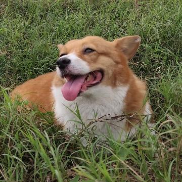 爱思考的狗爸头像