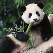 墩邦妮的个人资料头像