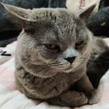 唐古拉山犼头像