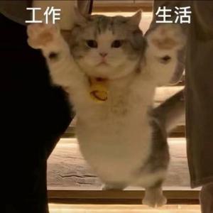 猫捉老鼠我捉你头像