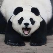 阿茂本人的个人资料头像