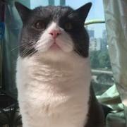 一只会铲史的猫的个人资料头像