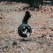 一尾猫的个人资料头像