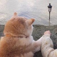 迷失奢华321头像