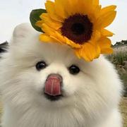 吃椰子不吐椰子皮的个人资料头像