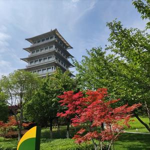 秦岭头像