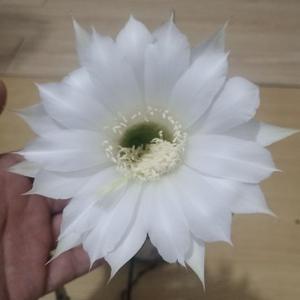 记录生活记住美头像