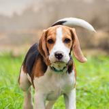 乖巧可乐Nd头像