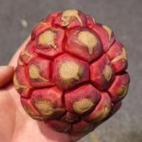 菠萝一样滴男人头像