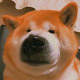 有点料的猴子头像