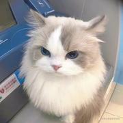 布吉岛取什么名字的个人资料头像