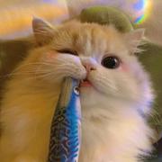 时迁bin的个人资料头像