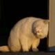 熊猫5puls头像