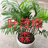 🌲🌲丁叶根🌲🌲头像